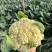 【实力推荐】精品花菜有机花菜大量上市，基地直销，支持视频