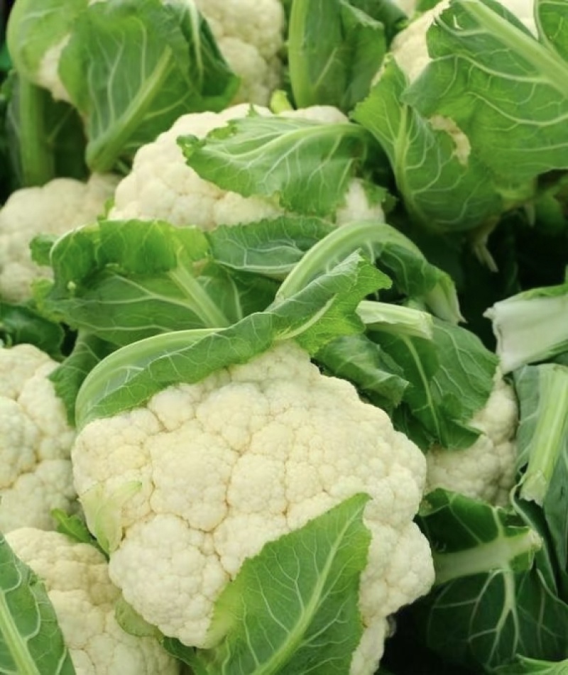 【实力推荐】精品花菜有机花菜大量上市，基地直销，支持视频