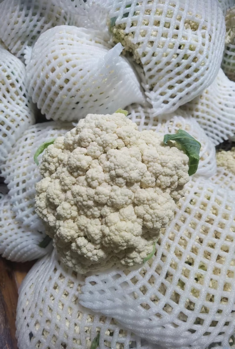 【实力推荐】精品花菜有机花菜大量上市，基地直销，支持视频