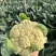 【实力推荐】精品花菜有机花菜大量上市，基地直销，支持视频