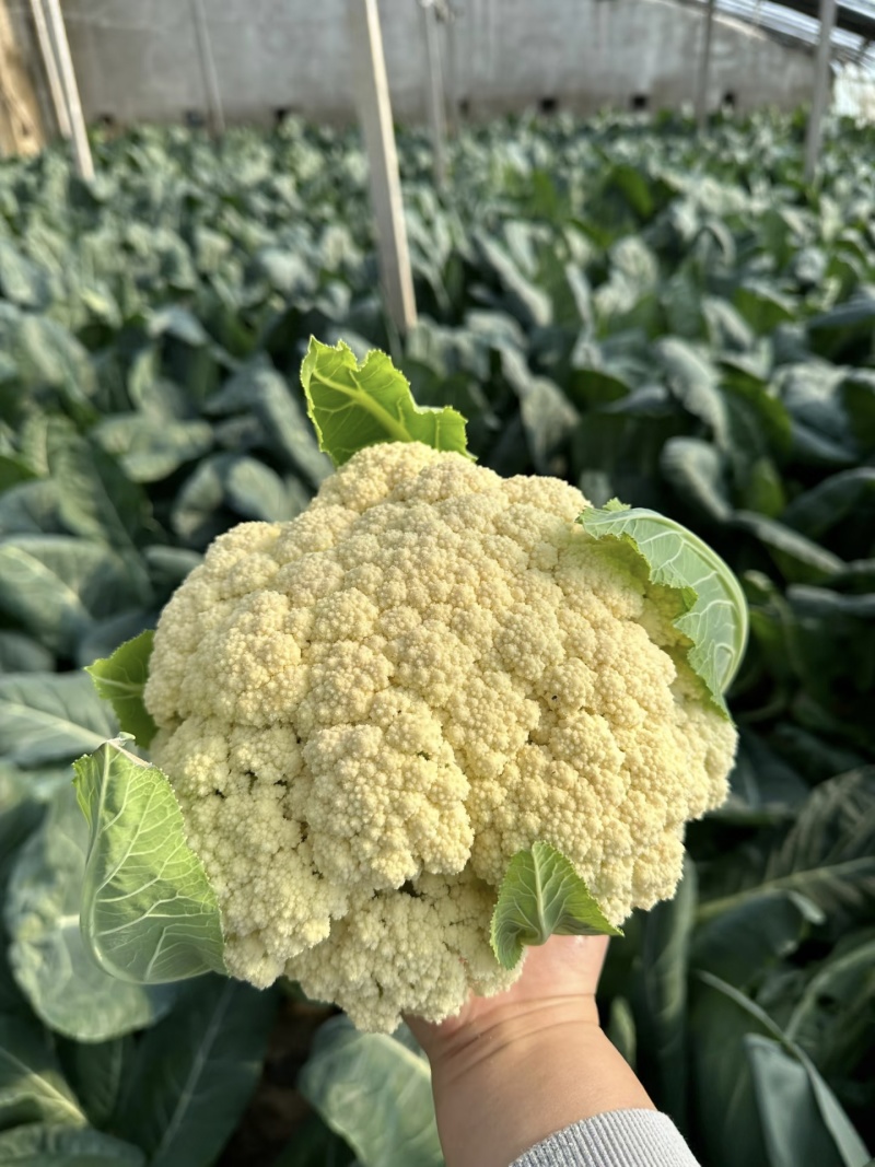 【实力推荐】精品花菜有机花菜大量上市，基地直销，支持视频