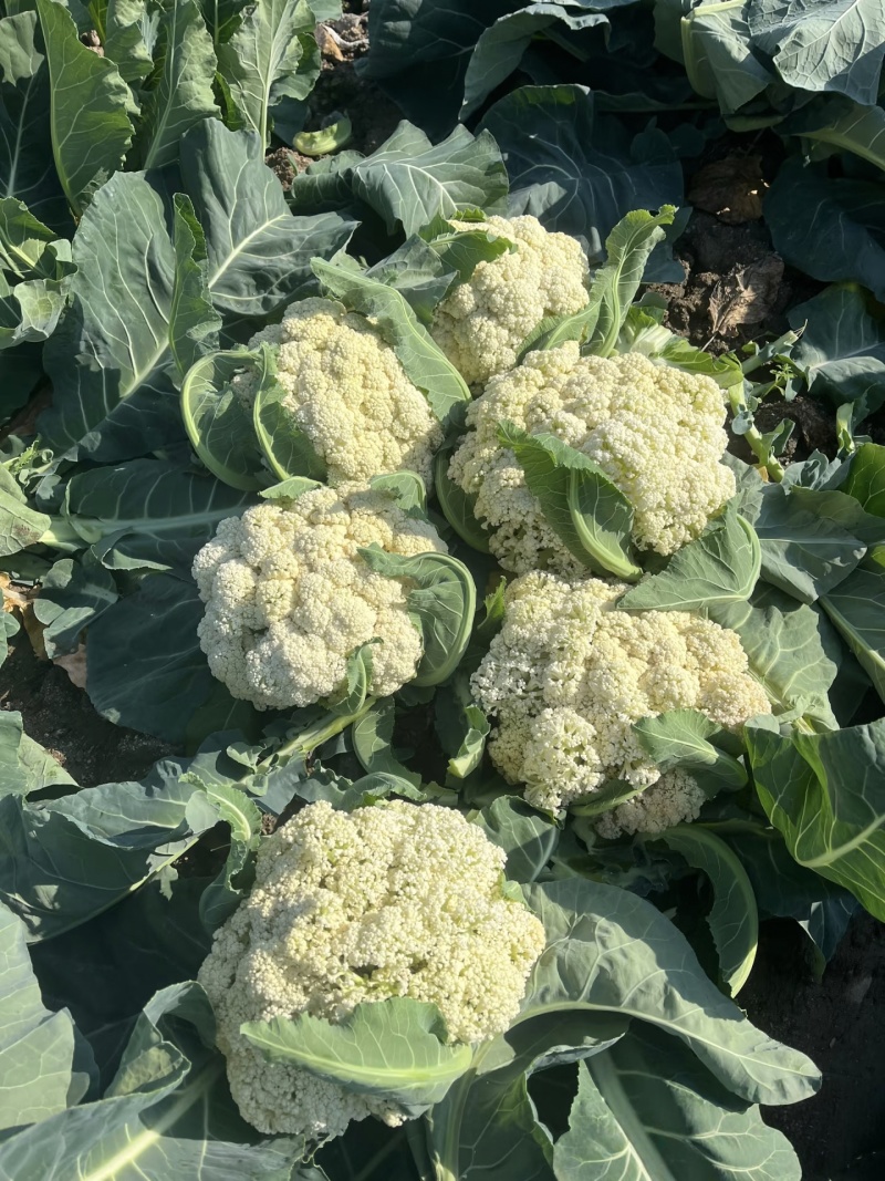 【实力推荐】精品花菜有机花菜大量上市，基地直销，支持视频