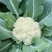 【实力推荐】精品花菜有机花菜大量上市，基地直销，支持视频