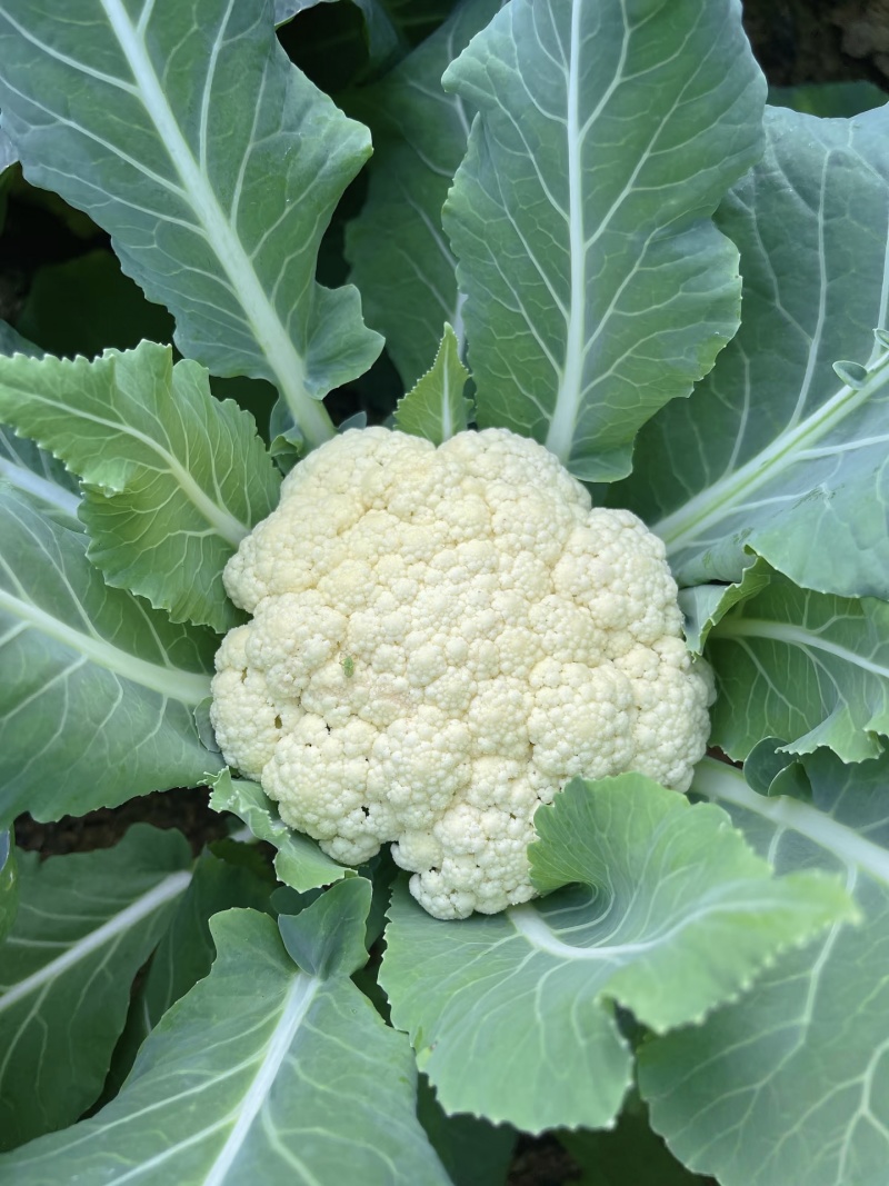 【实力推荐】精品花菜有机花菜大量上市，基地直销，支持视频
