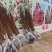 山茱萸苗
