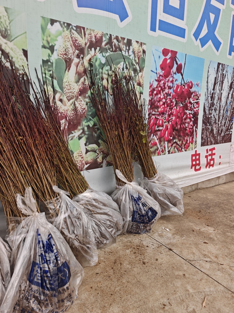 山茱萸苗