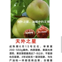 天外之星（油蟠桃苗）视频看货诚信经营技术指导