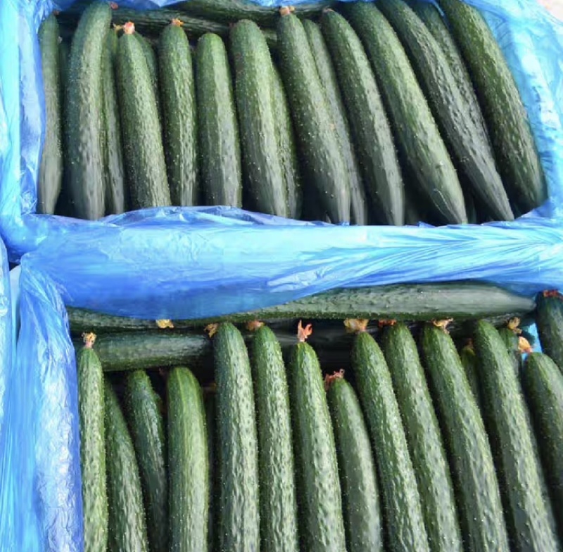 广东徐闻密刺黄瓜各种规格市场/电商/食堂/大量供货