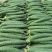 广东徐闻密刺黄瓜各种规格市场/电商/食堂/大量供货