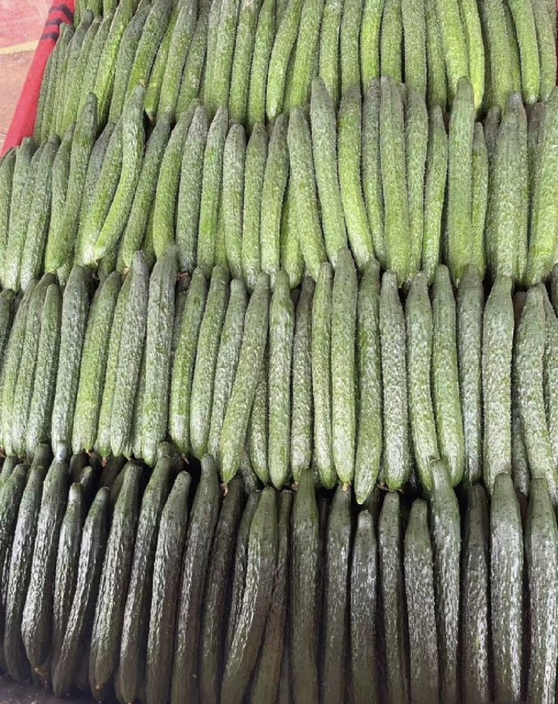广东徐闻密刺黄瓜各种规格市场/电商/食堂/大量供货