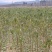 天外之星（油蟠桃苗）视频看货诚信经营技术指导