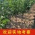山东临沂水果苗/李子苗/蜂糖李子苗/量大价优/包成活/