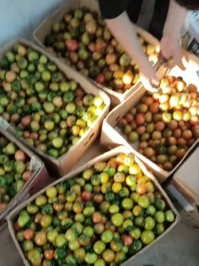碱地柿子草莓柿子铁皮柿子水果柿子番茄