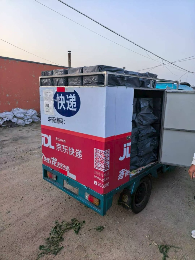 碱地柿子草莓柿子铁皮柿子水果柿子番茄