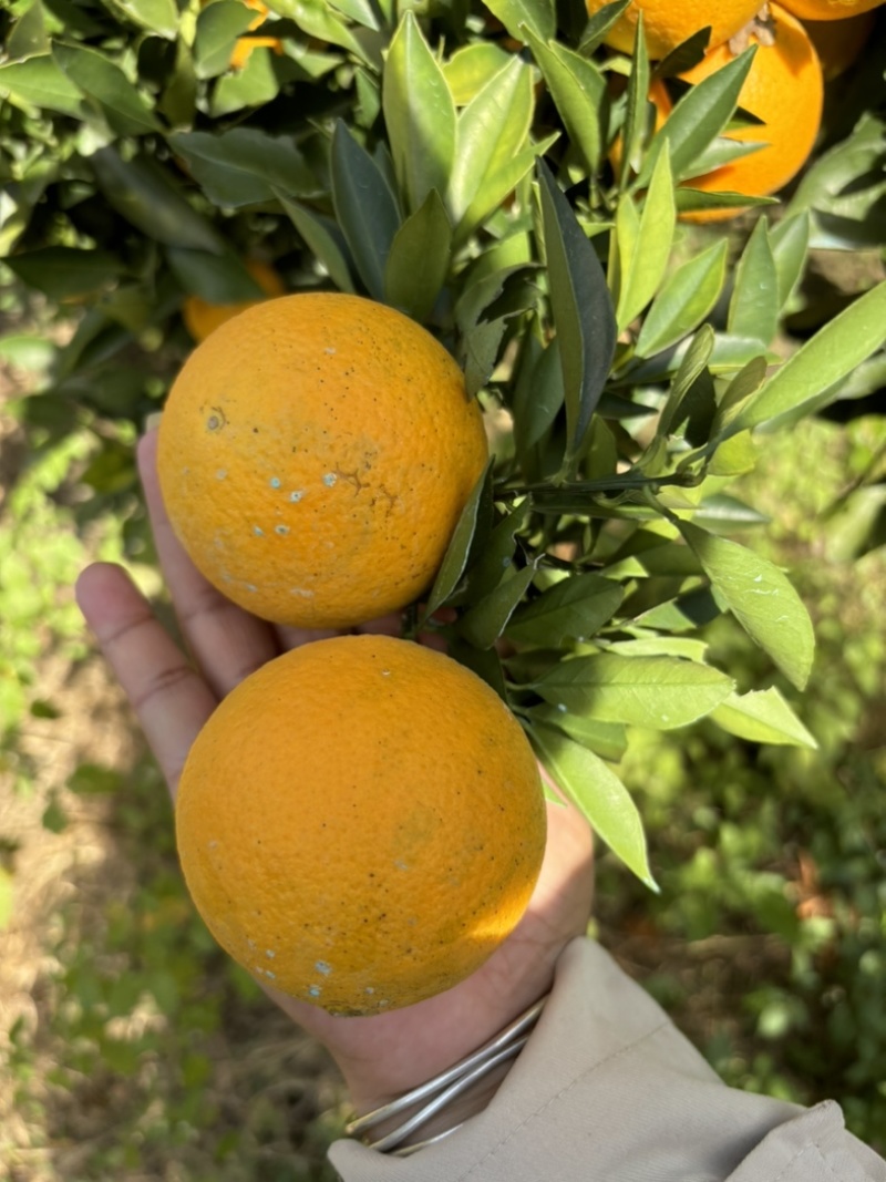 甜橙，蜜香橙，