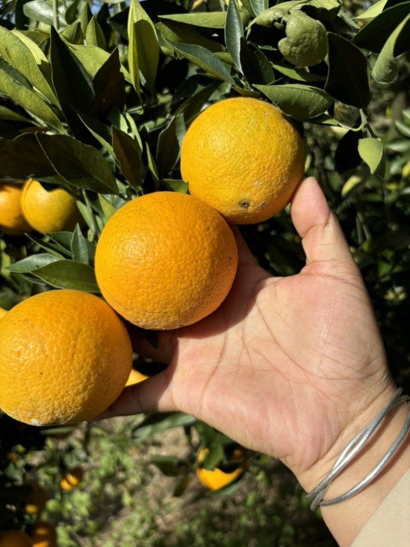 甜橙，蜜香橙，