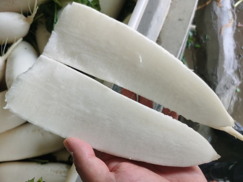 四川精品【白萝卜】出口品质/检测达标/对接商超及店商