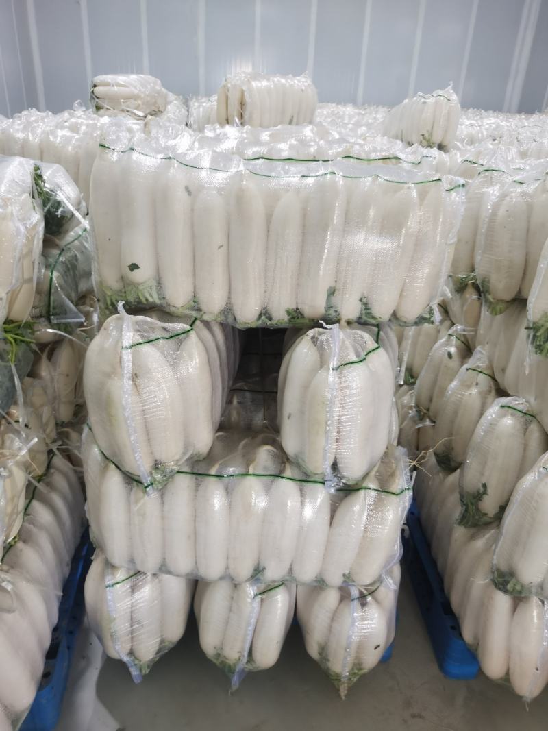 四川精品【白萝卜】出口品质/检测达标/对接商超及店商