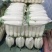 四川精品【白萝卜】出口品质/检测达标/对接商超及店商