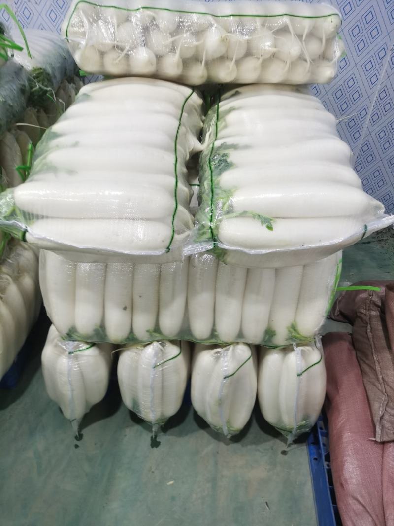四川精品【白萝卜】出口品质/检测达标/对接商超及店商