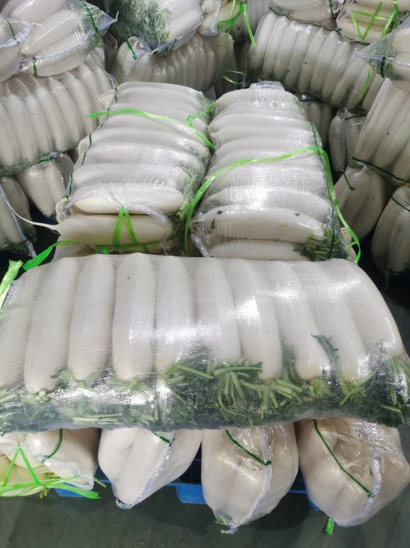 四川精品【白萝卜】出口品质/检测达标/对接商超及店商