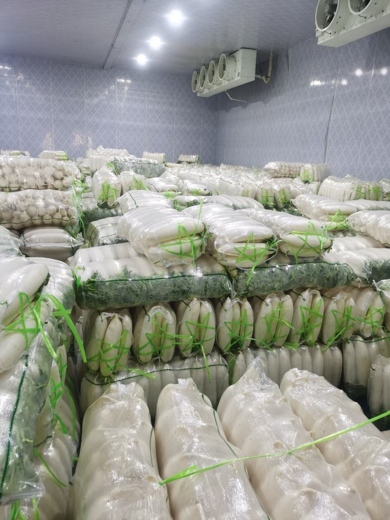 四川精品【白萝卜】出口品质/检测达标/对接商超及店商