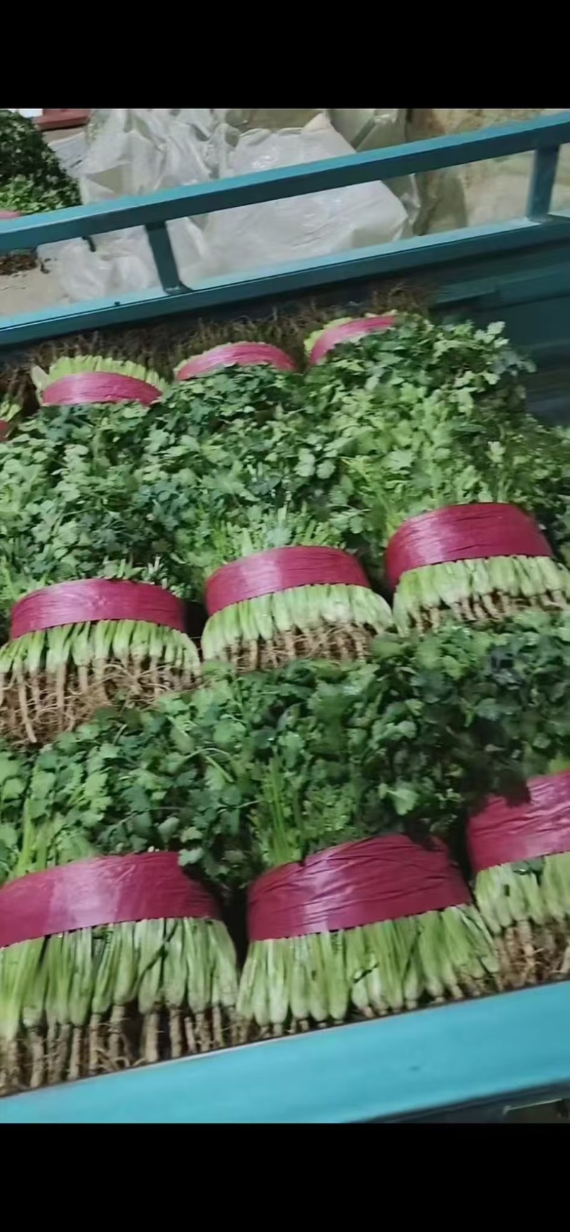 铁杆青香菜/山东聊城/产区直发/大量有货/当天发车