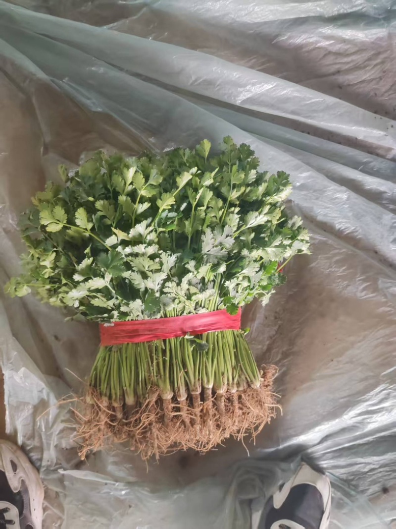 铁杆青香菜/山东聊城/产区直发/大量有货/当天发车