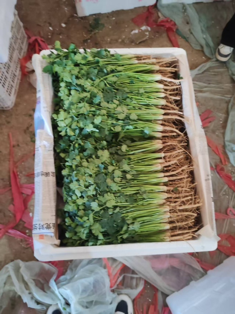 铁杆青香菜/山东聊城/产区直发/大量有货/当天发车