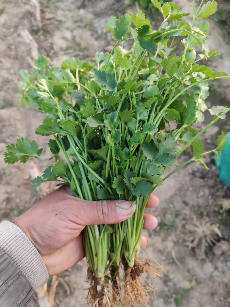 铁杆青香菜/山东聊城/产区直发/大量有货/当天发车