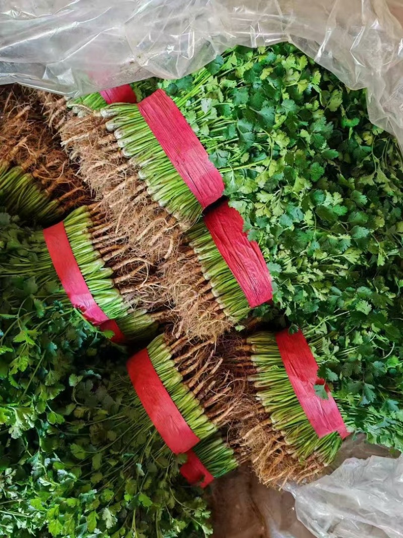 铁杆青香菜/山东聊城/产区直发/大量有货/当天发车