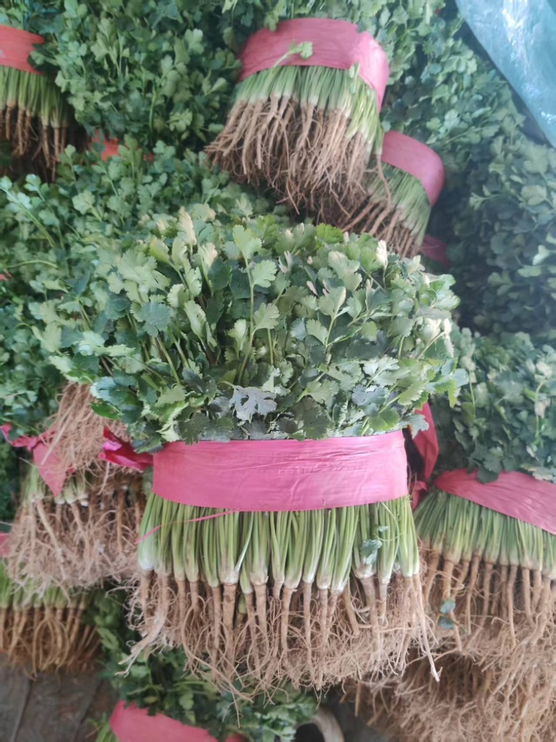铁杆青香菜/山东聊城/产区直发/大量有货/当天发车