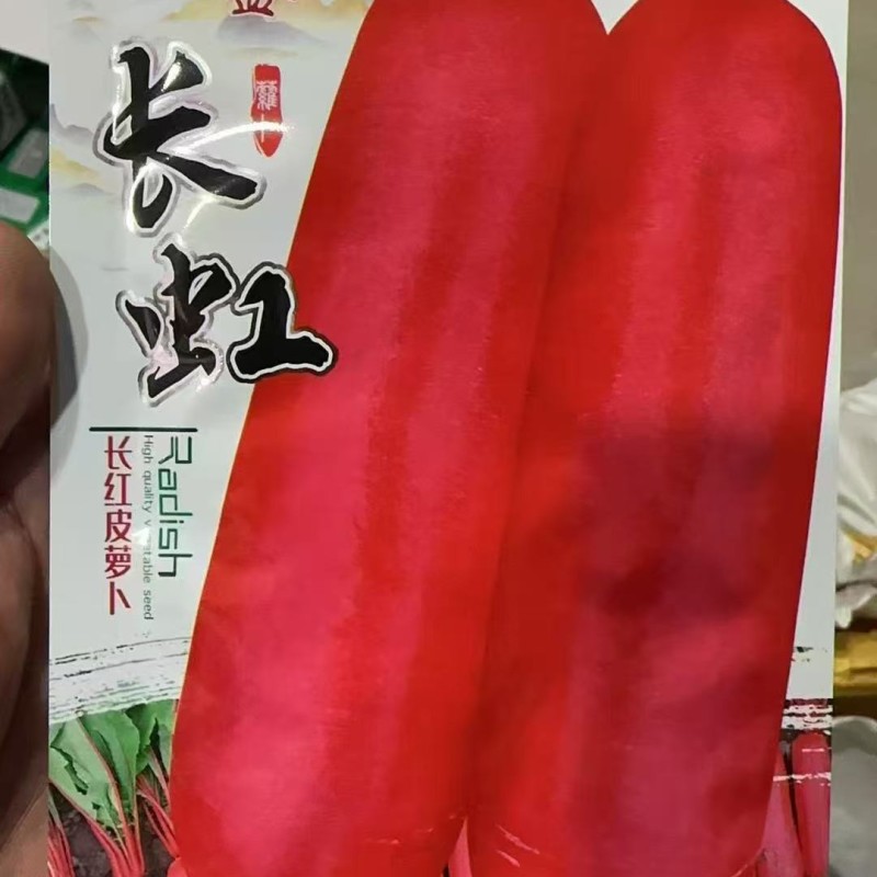 龙盛红皮萝卜种子白肉耐寒春秋冬长红萝卜种籽满身红萝卜种子