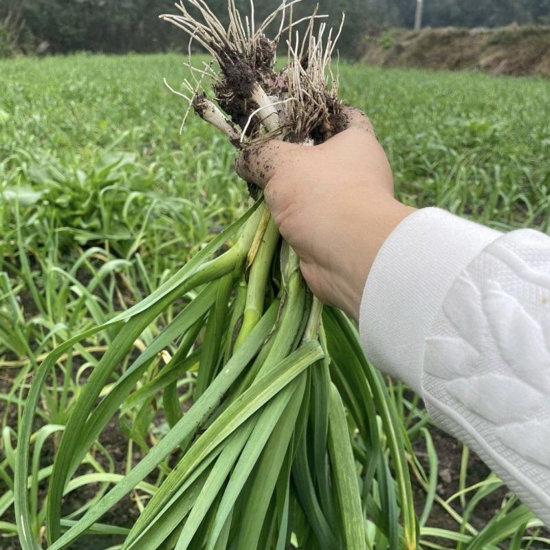蒜苗大量上市一手货源价格实惠欢迎进店