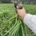 蒜苗大量上市一手货源价格实惠欢迎进店