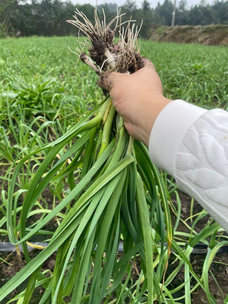 蒜苗大量上市一手货源价格实惠欢迎进店