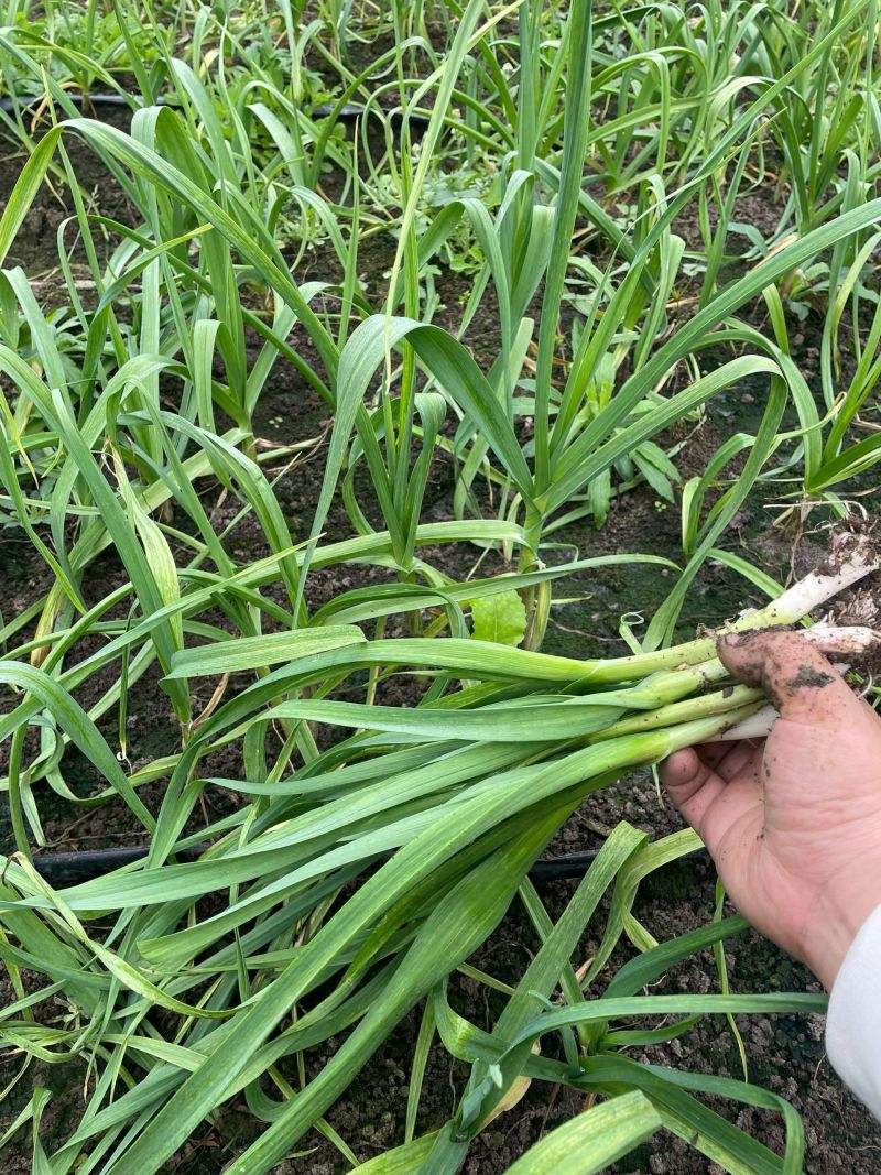 蒜苗大量上市一手货源价格实惠欢迎进店