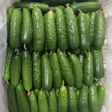 大刺黄瓜