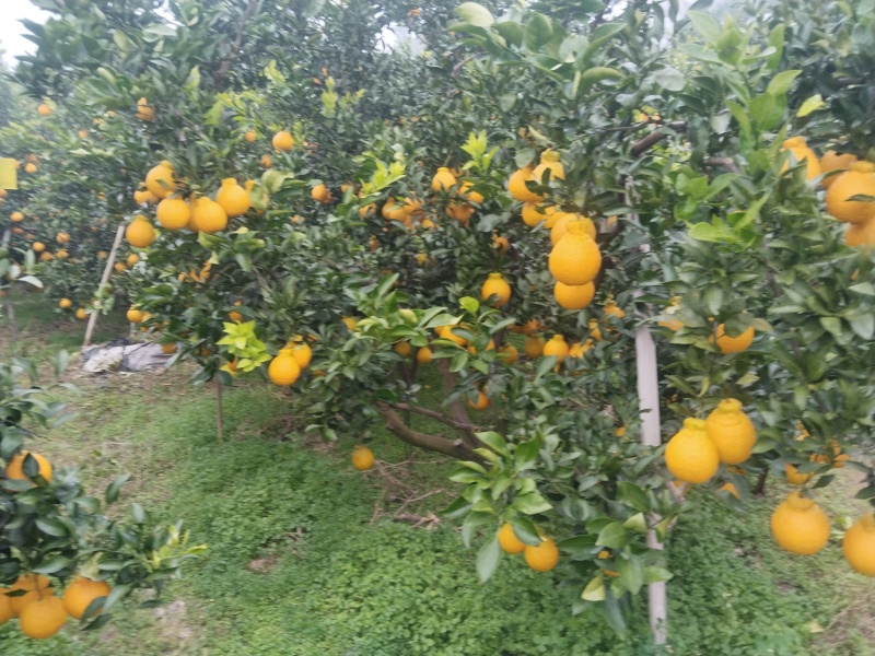 精品不知火一手货源全国发货量大价优欢迎随时联系