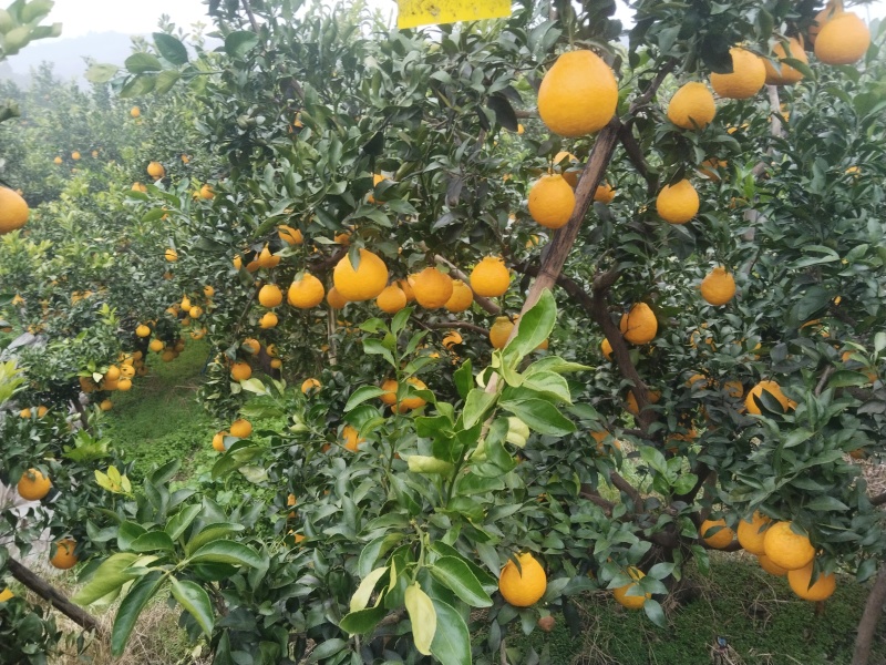 精品不知火一手货源全国发货量大价优欢迎随时联系