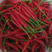 小米椒3号红