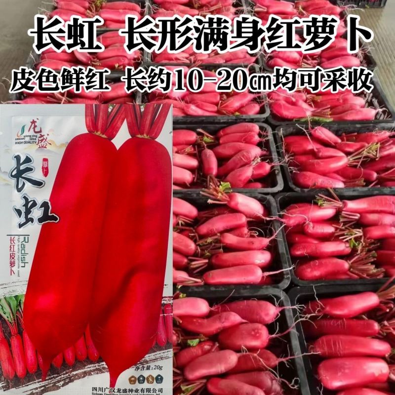 龙盛红皮萝卜种子白肉耐寒春秋冬长红萝卜种籽满身红萝卜种子