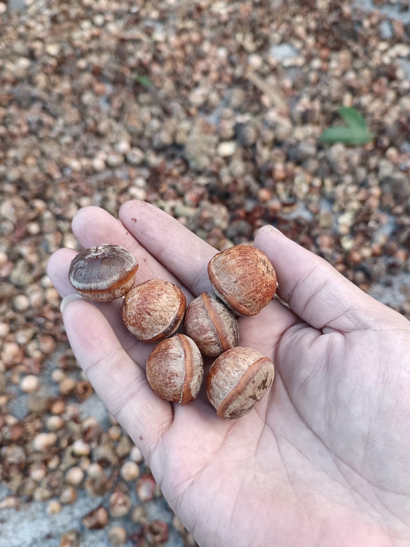 野生风流果，大量有货，供应电商超市地摊
