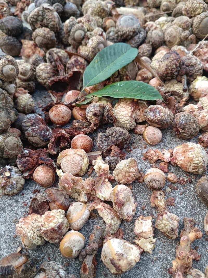 野生风流果，大量有货，供应电商超市地摊