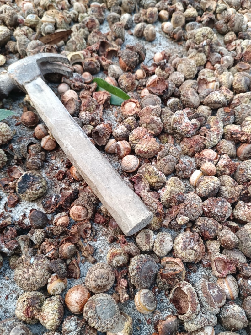 野生风流果，大量有货，供应电商超市地摊