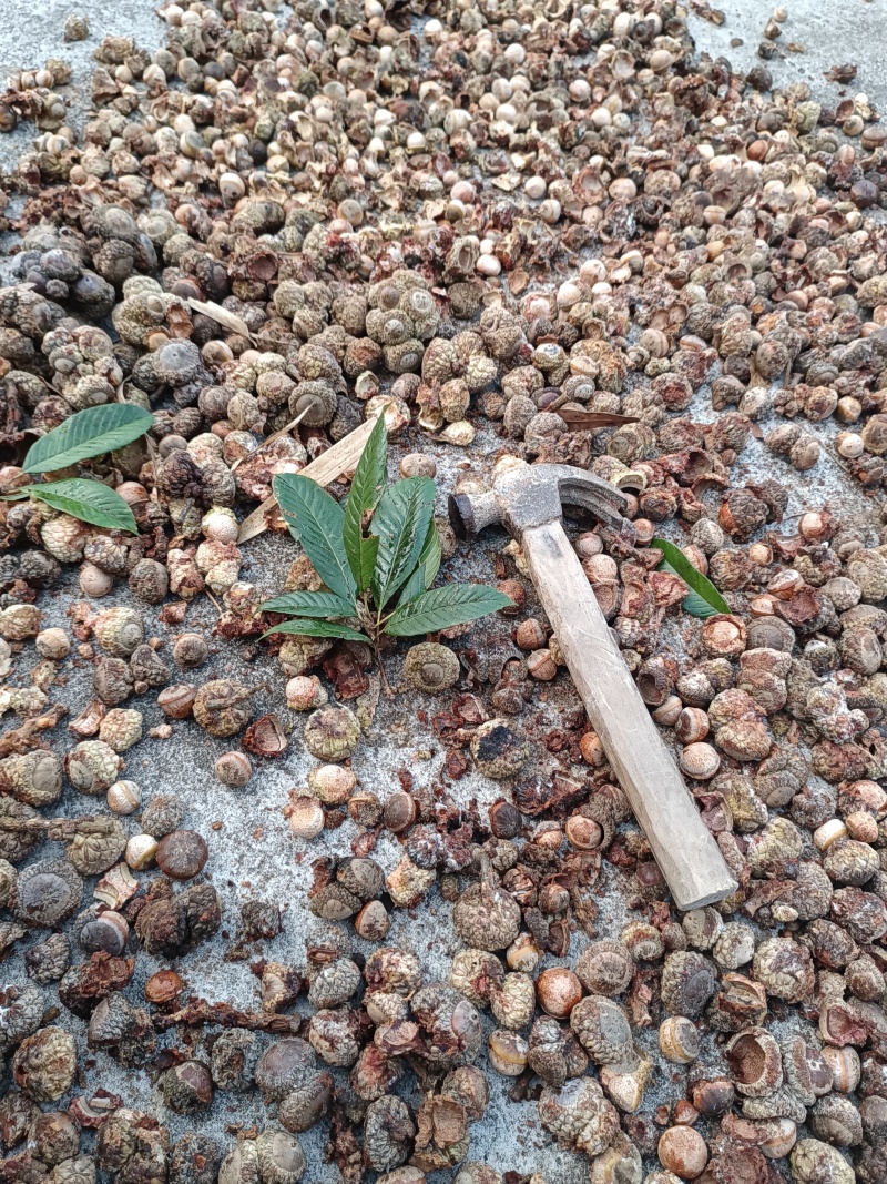 野生风流果，大量有货，供应电商超市地摊