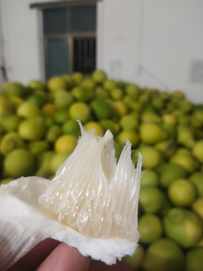 梅县金柚自产自销产地直发