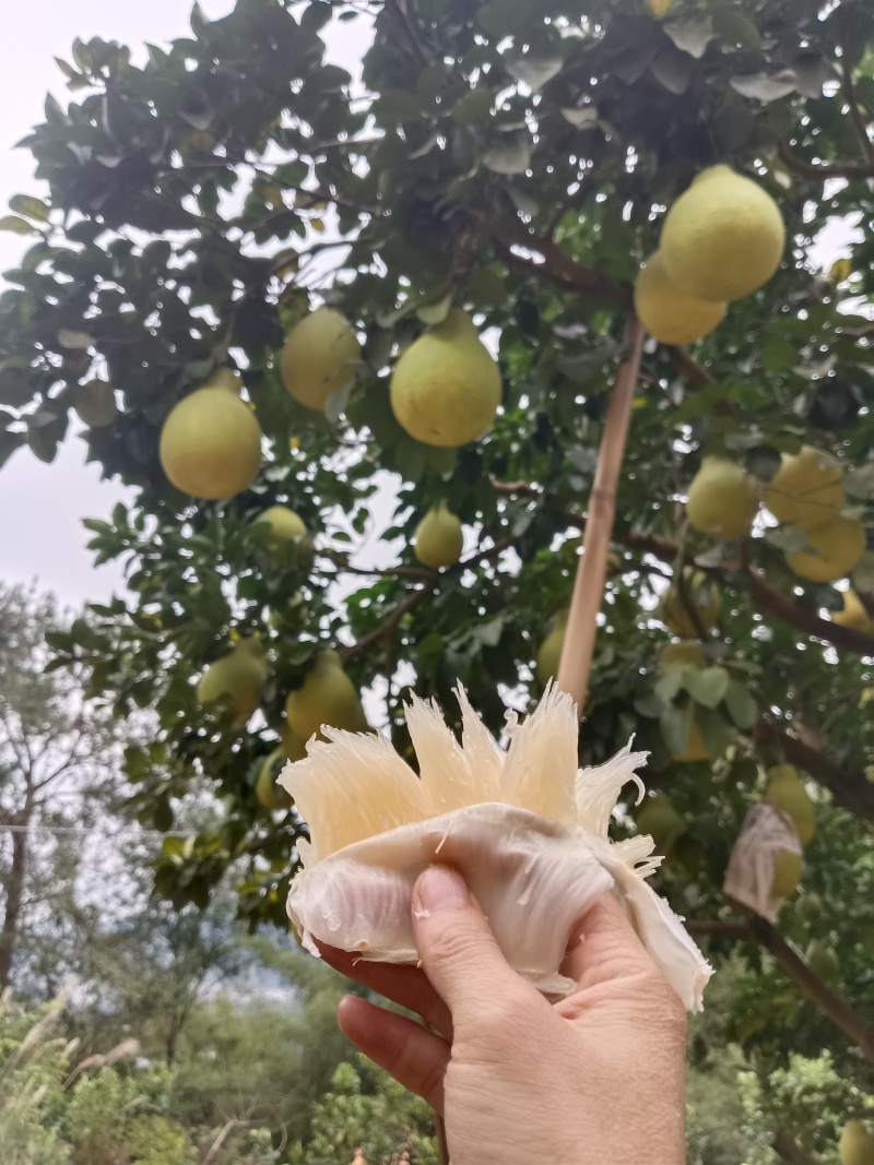 梅县金柚自产自销产地直发