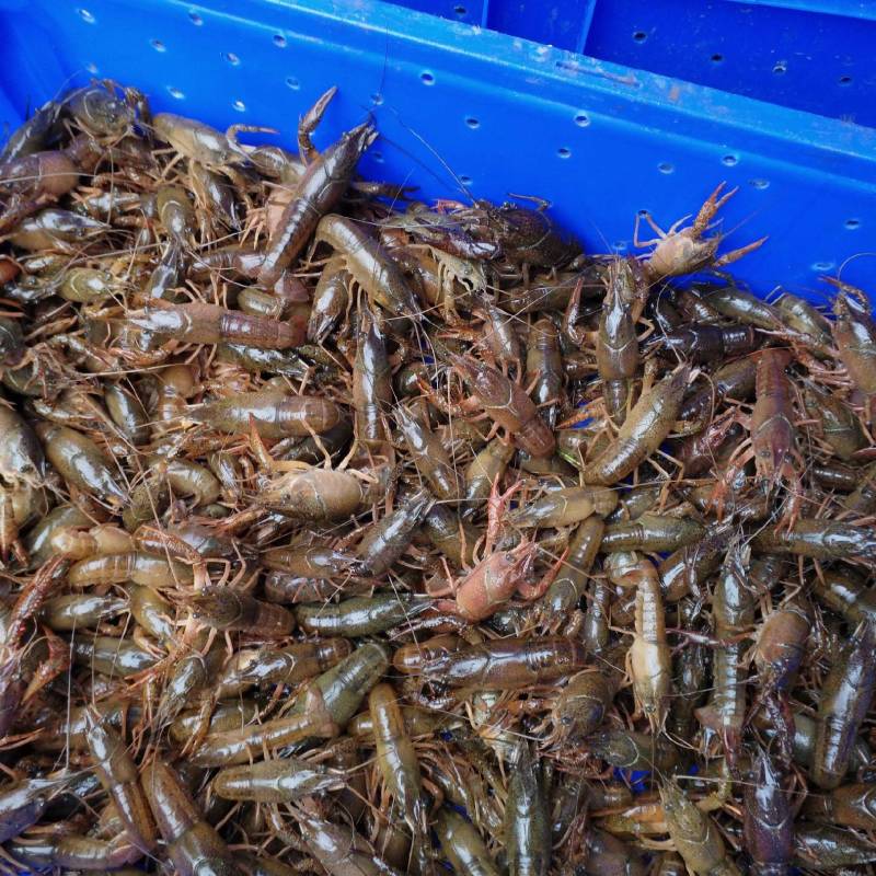 [精品]杂交小龙虾苗基地孵化直供提供技术指导货到付款