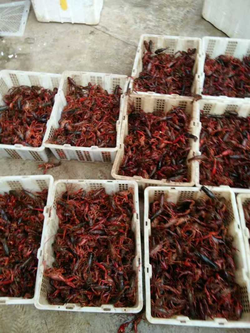 [精品]杂交小龙虾苗基地孵化直供提供技术指导货到付款